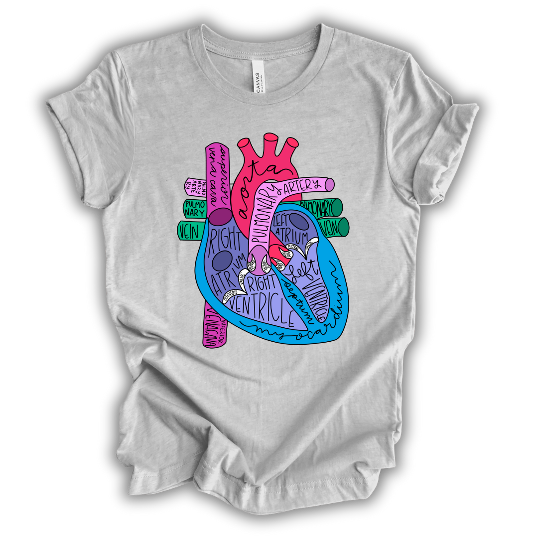 Heart Anatomy