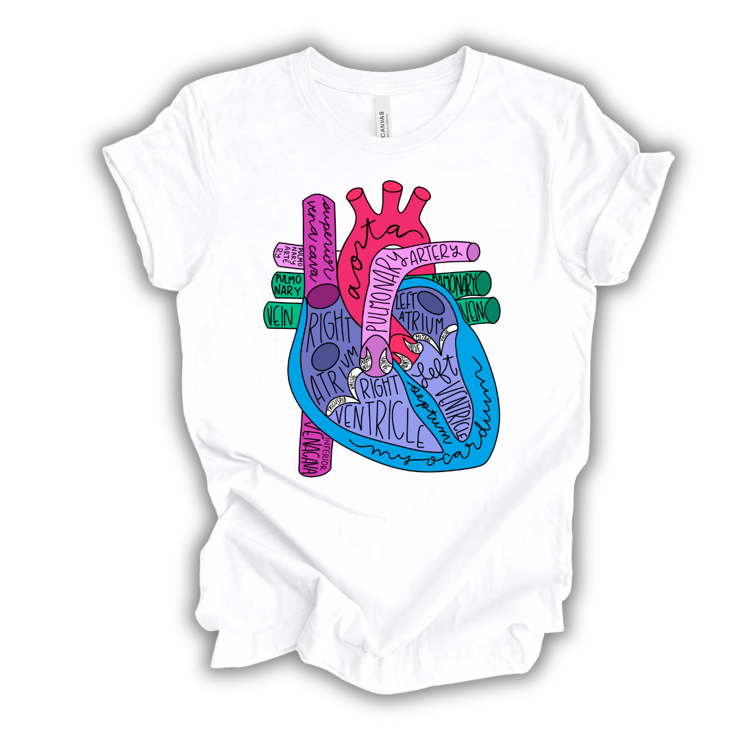 Heart Anatomy